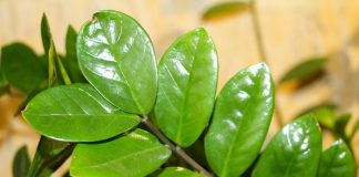 Zamija vam klone i širi se na stranu? Ovo su 3 načina da ponovo raste pravo uvis