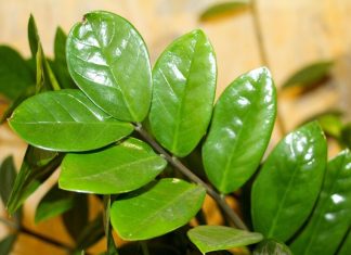 Zamija vam klone i širi se na stranu? Ovo su 3 načina da ponovo raste pravo uvis