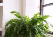 Ovih 5 PRAVILA morate ispoštovati da biste u svom stanu imali ZELENU OAZU: Paprat će vam biti bujna i zdrava ako primenite ovu CAKU KOD ZALIVANJA