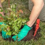 Ove biljke i voćke najbolje uspevaju kad se posade u martu: Ključna je priprema zemlje sa korom 1 voćke