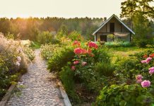 Ovih 6 biljaka najjače mirišu kada padne mrak: Zasadite ih u vašoj bašti i prolećne večeri će vam postati omiljeni deo dana