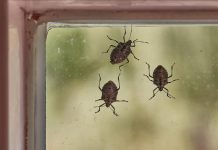 Smrdibube se užasno plaše jedne stvari: Samo stavite ovo kod ulaznih vrata i nestaće