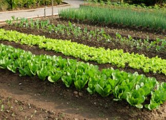 7 vrsta povrća koje se ne đubre nikad: Rastu samo od vode i sunca