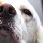 Ovako se pas ponaša kad nanjuši bolest kod vlasnika: Može da predoseti 5 opakih stanja i 3 neverovatne stvari!