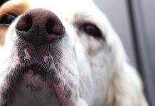 Ovako se pas ponaša kad nanjuši bolest kod vlasnika: Može da predoseti 5 opakih stanja i 3 neverovatne stvari!