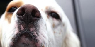 Ovako se pas ponaša kad nanjuši bolest kod vlasnika: Može da predoseti 5 opakih stanja i 3 neverovatne stvari!