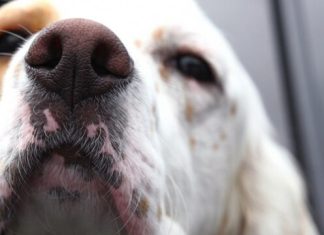 Ovako se pas ponaša kad nanjuši bolest kod vlasnika: Može da predoseti 5 opakih stanja i 3 neverovatne stvari!