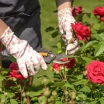 EVO vodiča KAKO rezati ruže na kraju SEZONE: Za GODINU dana cvjetaće DUPLO više i u OGROMNIM CVJETOVIMA!