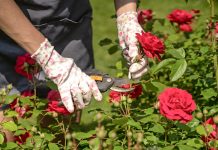 EVO vodiča KAKO rezati ruže na kraju SEZONE: Za GODINU dana cvjetaće DUPLO više i u OGROMNIM CVJETOVIMA!