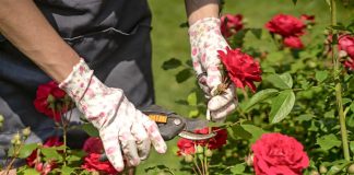 EVO vodiča KAKO rezati ruže na kraju SEZONE: Za GODINU dana cvjetaće DUPLO više i u OGROMNIM CVJETOVIMA!