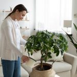 Ovo Je Najbolja Prirodna Prihrana Za Sobno Cveće: Bujaće Kao Ludo, A Da Niste Potrošili Ni Dinara