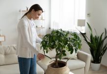 Ovo Je Najbolja Prirodna Prihrana Za Sobno Cveće: Bujaće Kao Ludo, A Da Niste Potrošili Ni Dinara