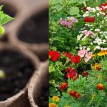 Ova tri cveta zasadite u februaru i na proleće ćete imati baštu punu mirisa i boja: Idealni su i za terase