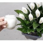 Samo sipajte u saksiju i nećete prepoznati svoj SPATIFILIUM: Eksplozija cvijeća kakvu još niste vidjeli!