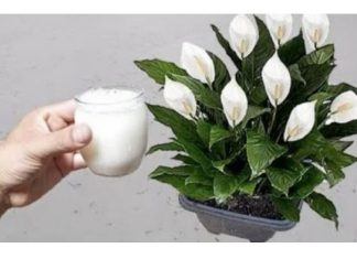 Samo sipajte u saksiju i nećete prepoznati svoj SPATIFILIUM: Eksplozija cvijeća kakvu još niste vidjeli!