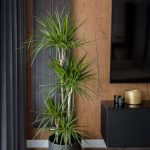 Ovih 6 biljaka su prosto neuništive: Ne treba im nikakava posebna nega, a ulepšaće svaki dom – idealne su za početnike