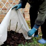 Ne dozvolite da vam mraz uništi biljke: Evo kako da ih zaštitite tokom hladnih noći