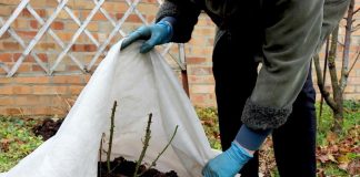 Ne dozvolite da vam mraz uništi biljke: Evo kako da ih zaštitite tokom hladnih noći