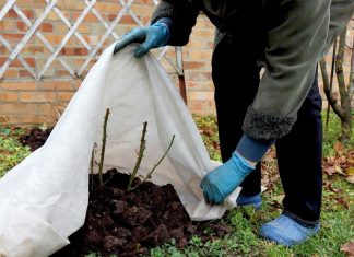 Ne dozvolite da vam mraz uništi biljke: Evo kako da ih zaštitite tokom hladnih noći