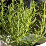 Raste li ružmarin dobro u zatvorenom prostoru? Ako napravite ovo, raste k‘o lud (provjereno)