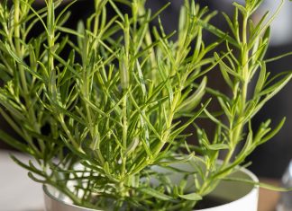 Raste li ružmarin dobro u zatvorenom prostoru? Ako napravite ovo, raste k‘o lud (provjereno)