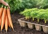 NIKAD ne sadite mrkvu bez ovih kutija! Razlika u urodu je ogromna
