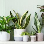 Ove sobne biljke ne vole vodu iz slavine, evo čime ih je bolje zalijevati