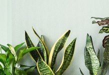 Ove sobne biljke ne vole vodu iz slavine, evo čime ih je bolje zalijevati