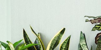 Ove sobne biljke ne vole vodu iz slavine, evo čime ih je bolje zalijevati