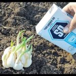 Nikad ne sadite bijeli luk bez ovoga. GLAVICE ĆE BITI ZDRAVE I KRUPNE