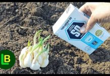 Nikad ne sadite bijeli luk bez ovoga. GLAVICE ĆE BITI ZDRAVE I KRUPNE