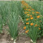 Luka će biti kao u priči, samo ako ovu biljku posadite pored: niste ni svjesni kako će se urod uduplatiti!