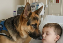 Lekari nisu očekivali poboljšanje, sve dok jednog dana nisu odlučili da puste psa u sobu.