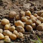 Krompir sadim svake godine prema ovom savjetu i urod je OGROMAN: Ko želi dvostruko veći prinos, neka pročita ovo!