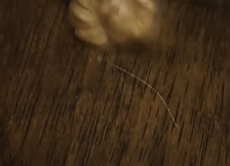 Ogrebotine na drvenom podu i namještaju nestat će u par poteza: ‘Samo uzmite ovaj orašasti plod‘