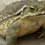 Jeste li znali da žabe krastače dolaze u vašu kuću kada.