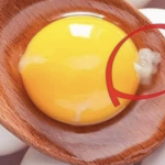 Bijela nit u jajetu: Šta je to zapravo i zašto je to zapravo znak da je jaje vrhunskog kvaliteta?