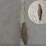 Ako imate ove insekte na zidovima vaše kuće