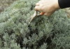 Lavanda traži posebnu njegu: Evo kada je morate presaditi i orezati da bi iduće godine obilno cvjetala