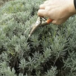 Lavanda traži posebnu njegu: Evo kada je morate presaditi i orezati da bi iduće godine obilno cvjetala