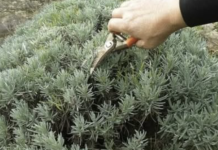 Lavanda traži posebnu njegu: Evo kada je morate presaditi i orezati da bi iduće godine obilno cvjetala