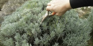 Lavanda traži posebnu njegu: Evo kada je morate presaditi i orezati da bi iduće godine obilno cvjetala