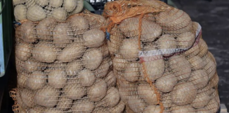 Djed ga je uvijek bacao u vreću s krompirom i trajali su do sljedeće žetve: Nijedan nije proklijao!