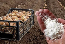 DV0STRUKI Prinos Krompira:0bavezno Ga Dodajte U Zemlju Prije Sadnje❗