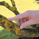 Voćke imaju ovo na svojim granama? EVO šta trebate uraditi!