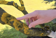 Voćke imaju ovo na svojim granama? EVO šta trebate uraditi!