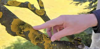 Voćke imaju ovo na svojim granama? EVO šta trebate uraditi!