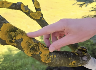 Voćke imaju ovo na svojim granama? EVO šta trebate uraditi!