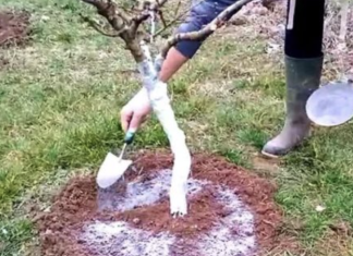 5 stvari koje morate učiniti prije nego voćke procvjetaju za rekordnu berbu..