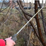 OVIM prskajte VOĆKE već u februaru: NIJEDNA gljivica ili ŠTETOČINA neće imati šanse!